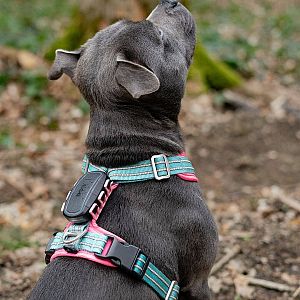 Tracker pre psy DOG GPS ultra