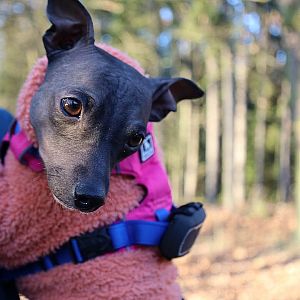 Tracker pre psy DOG GPS ultra