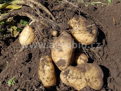 TRUMF Brambory 4 kg