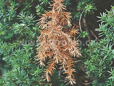 TRUMF draselné hnojivo Vinasse PRE RASTLINY A KVETY 1 kg