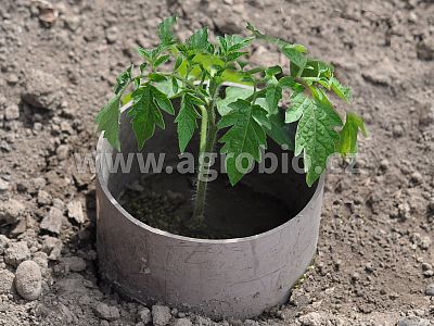 TRUMF Granulované hnojivo na paradajky 1 kg