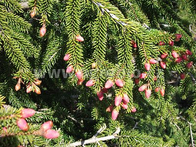 TRUMF Ihličnany 1 kg