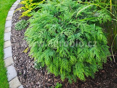 TRUMF Ihličnany 1 kg