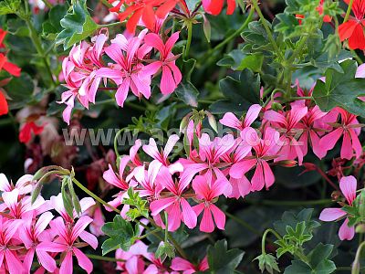 TRUMF MixK - Korene a úroda 250 ml