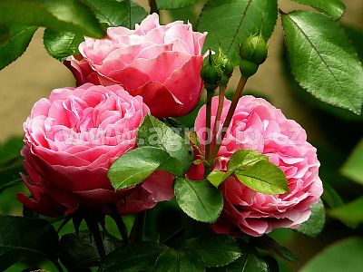 TRUMF okrasné rastliny 1 kg