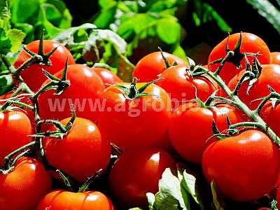 TRUMF Rajčata granulované hnojivo 1 kg