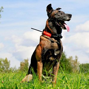 Vyhľadávacie zariadenie so zvukovým lokátorom pre psov DOG GPS X30B