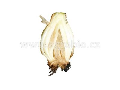ZDRAVÁ zelenina - odolnost zeleniny - bakterie 2x10 g