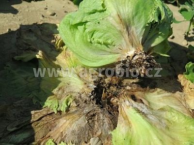 ZDRAVÁ ZELENINA - zeleninová rezistencia - baktérie 2x10 g