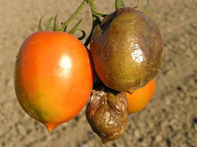 Zdravé rajče Plus - sada 1x20 ml + 1x50 ml