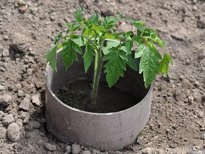 Zdravé rajče Plus - sada 1x20 ml + 1x50 ml