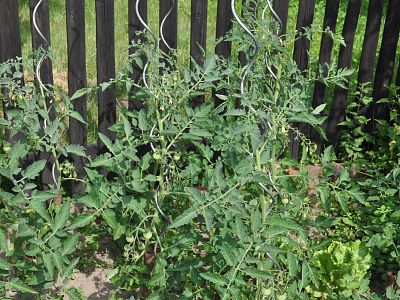 Zdravé rajče Plus - sada 1x20 ml + 1x50 ml