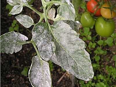 Zdravé rajče Plus - sada 1x20 ml + 1x50 ml