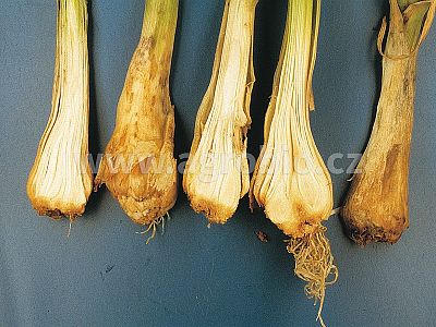 Zdravý cesnak Plus - na namáčanie sadeníc 10 g + 50 ml