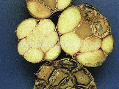 Zdravý cesnak Plus - na namáčanie sadeníc 10 g + 50 ml