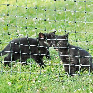 Zelená sieť STANDARD pre elektrický ohradník pre psy, králiky, mačky, výška 65 cm, 25 m, 1 bodec