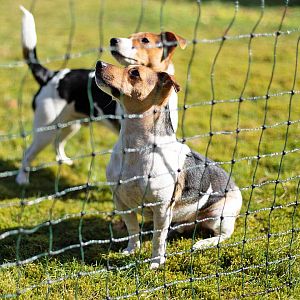 Zelená sieť STANDARD pre elektrický ohradník pre psy, králiky, mačky, výška 65 cm, 25 m, 1 bodec