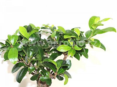 Zelené izbové rastliny (INPORO) 250 ml sprej