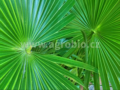 Zelené izbové rastliny (INPORO) 250 ml sprej