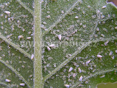 Zelené izbové rastliny (INPORO) 250 ml sprej