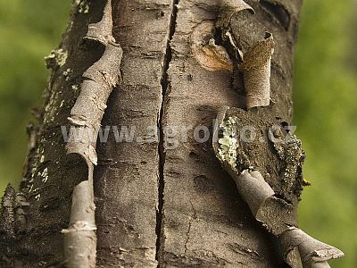 Živica Arbosan 100 g