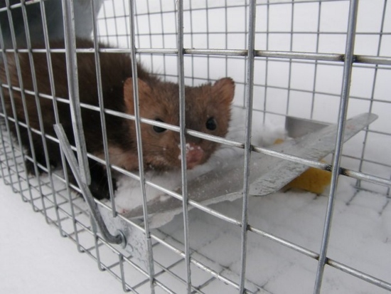 Odchytová obojstranná klietka na kuny 1020 × 210 × 270 mm