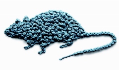 Nástraha na hlodavce STORM Secure 10 kg (vedro)