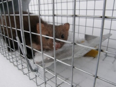 Odchytová obojstranná klietka na kuny 1020 × 210 × 270 mm